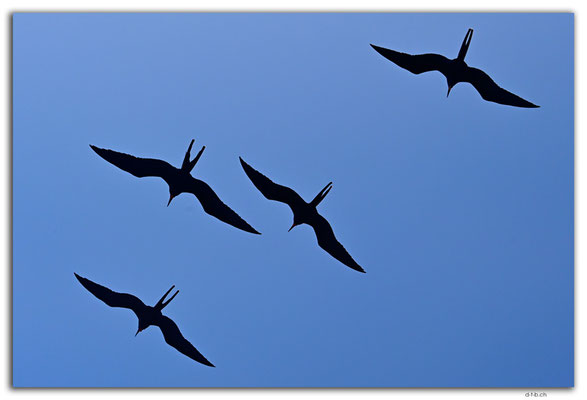 EQ0174.Fregattbirds