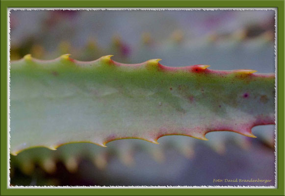 A0233.Agave.Minas.UY