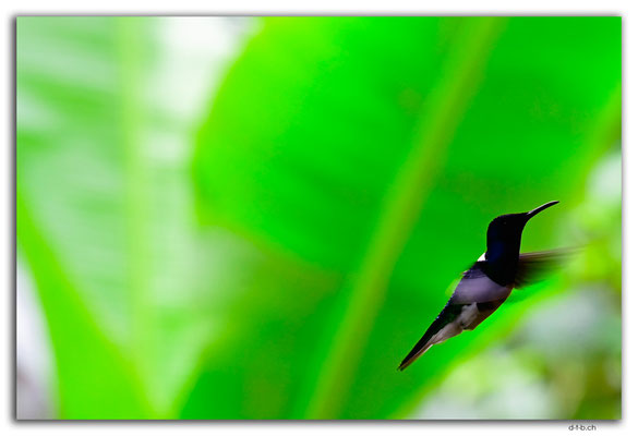 EQ0010.Los Bancos.Colibri
