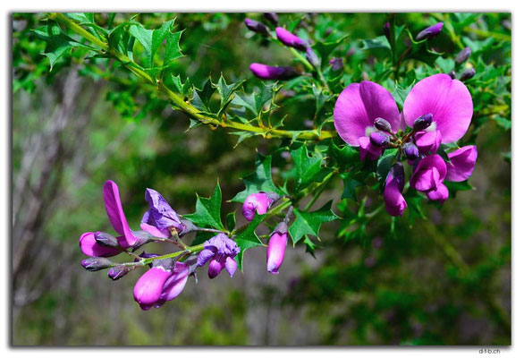 AU0780.Deep River.Blume