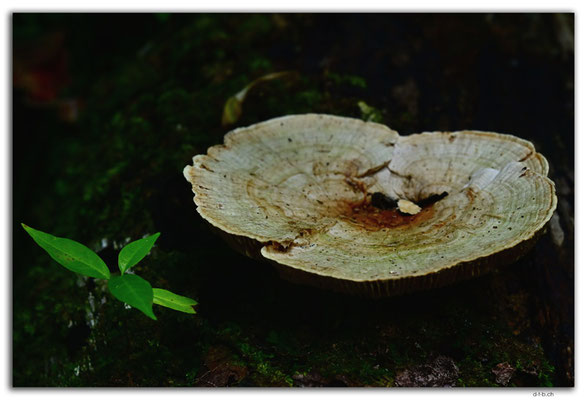 SR0050.Brownsberg N.P.Mushroom