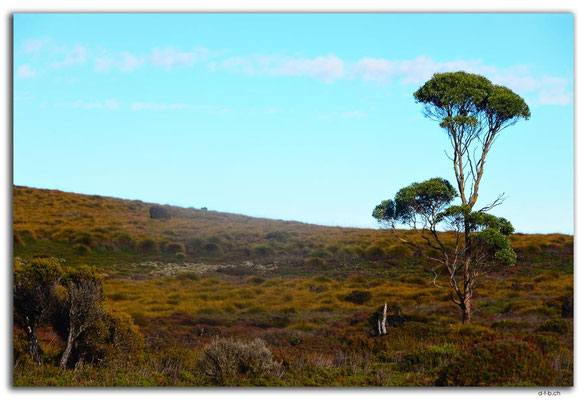 AU1364.Overland Track.Lonely tree