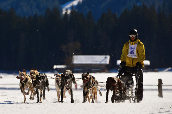 CH1367.SH-Rennen Lenk.Tanner Niklaus