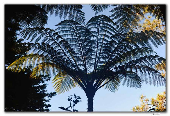 NZ0075.Waipoua,Silverfern