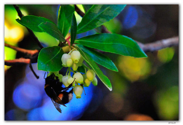 NZ1079.Chch.Victoria Park.Bumblebee
