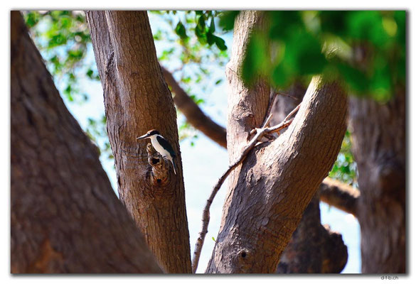 AU0071.Darwin.Mangroven.Forest Kingfisher