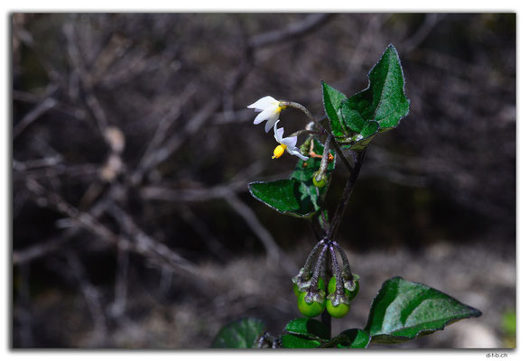 AU0612.Nilgen N.R.Blume