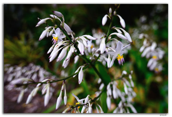 NZ0276.Hamilton.Blume