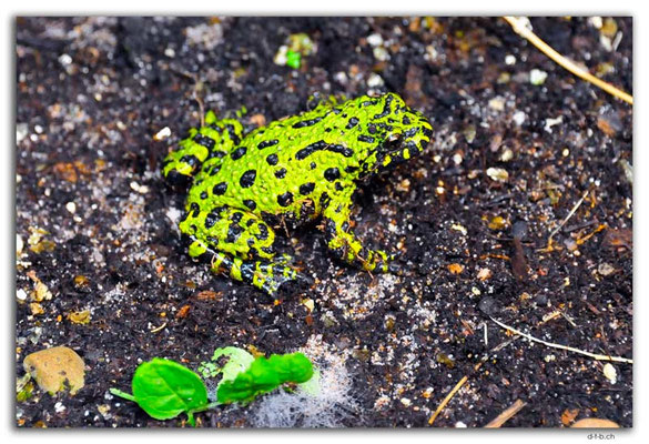 CA0775.Drumheller.RTM.Fire belly toad