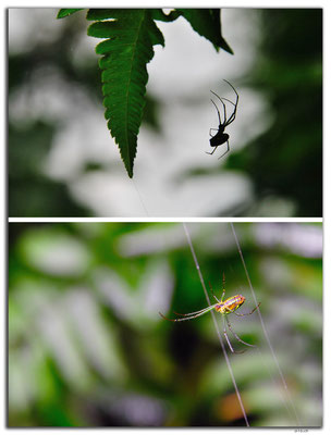 VN0127.Ma Da-Valley.Spinne