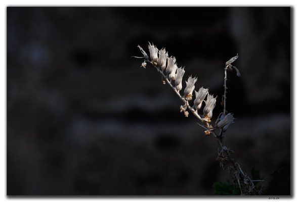 TR0499.Girne.Schloss.Blume