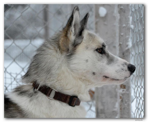 SE0116.Husky,Vamos