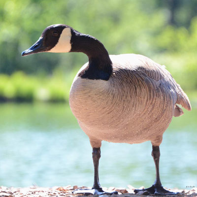 CA0359 Niagara Falls Canada Goose