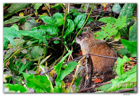 CA0973.Québec.Marmot