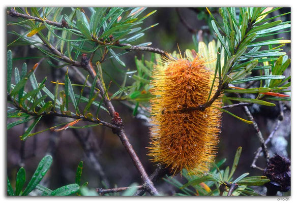 AU1392.Overland Track.Banksia