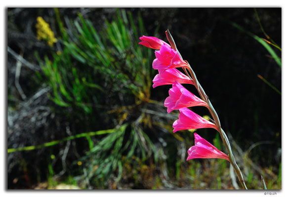 AU0622.Blume