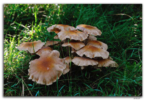 AU1483.Cann River Rainforest Walk.Pilze