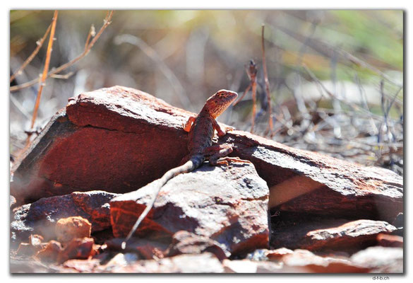 AU0331.Karratha.Lizard