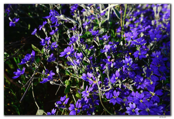 AU0506.Geraldton.Dampiera