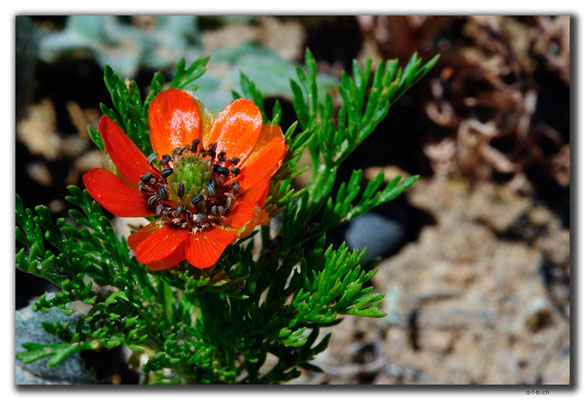 TR0663.Blume