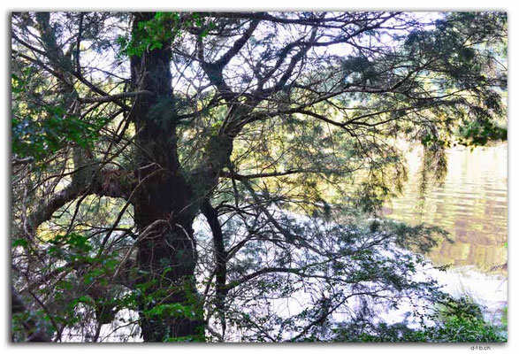 AU1436.Corinna.Huon Pine