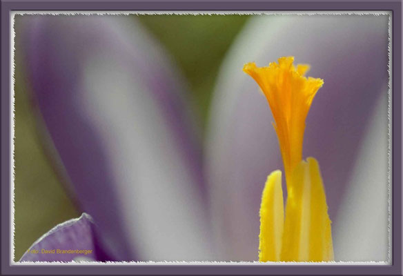 A0045,Krokus,Klosters,CH