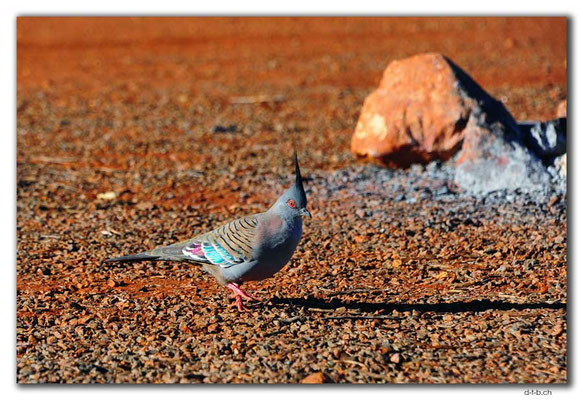 AU0360.Spinifex Pigeon