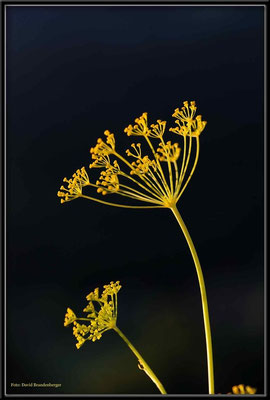 A0384.Dill.Klosters.CH