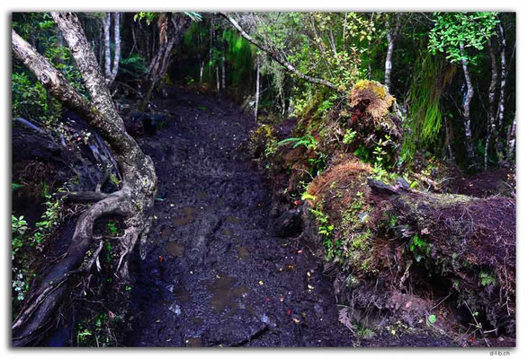 NZ0872.Stewart Island.Rakiura Track.Muddy Way