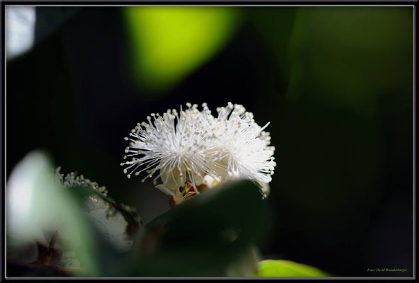 JM068.RPR Blüte
