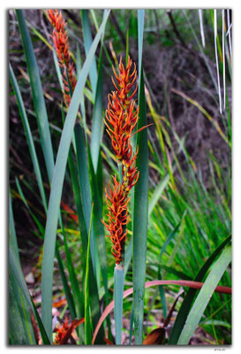 AU0771.Mt.Burnett.Blume