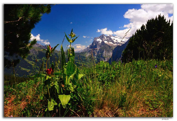 GW0320.Wetterhorn