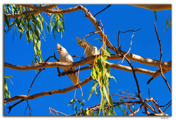 AU0197.Little Panton River.White Cockatoos
