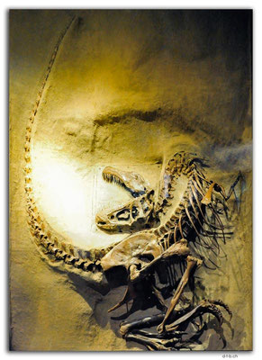 CA0772.Drumheller.RTM.Gorgosaurus libratus orig