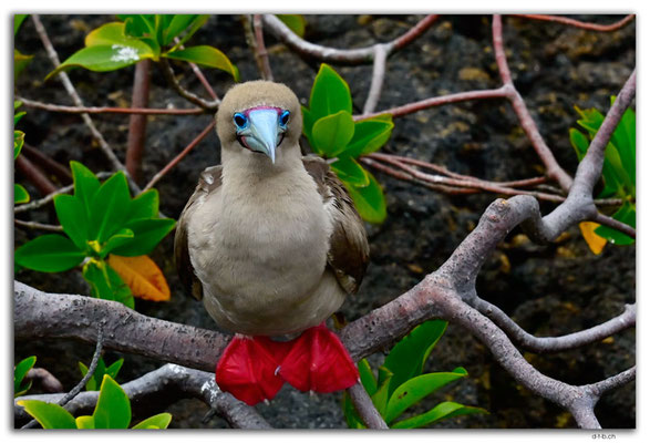 EQ0224.Genovesa Island.Red footed Boobie