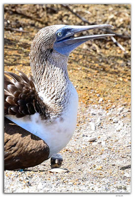EQ0139.Floreana Island.Punta Cormorant.Blue Footed Boobies