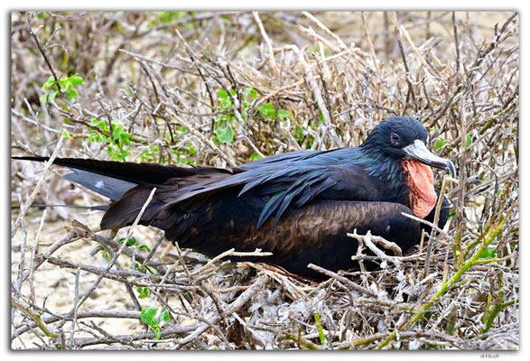 EQ0221.Genovesa Island.Fregattbird old male