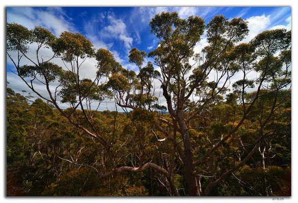 AU0791.Tree Top Walk