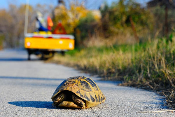 GR: Solatrike trifft Schildkröte
