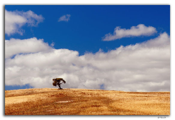 AU1033.Coffin Bay.Lone Tree Hill