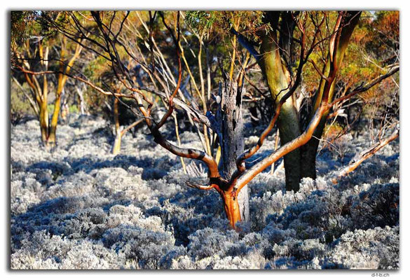 AU0890.Ten Mile Rock.Gumtrees