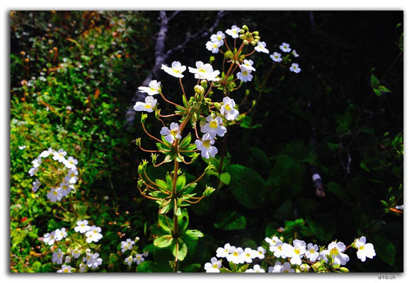 NZ0648.Nelson Lakes N.P.Flower