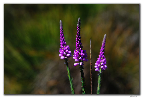 AU0798.Blume