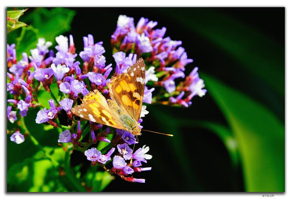 AU0836.Munglinup.Schmetterling