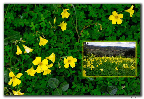 GR0518.Blumen am Pass