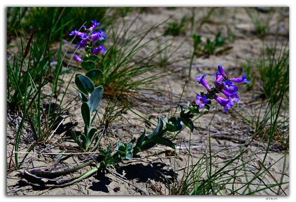 CA1059.Flower.Eastend