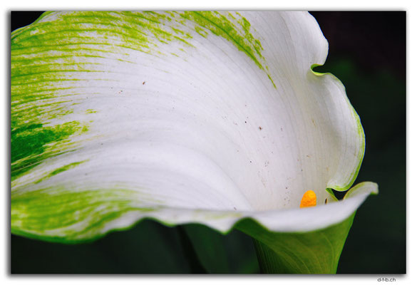 NZ0101.Kaipaia.Blume
