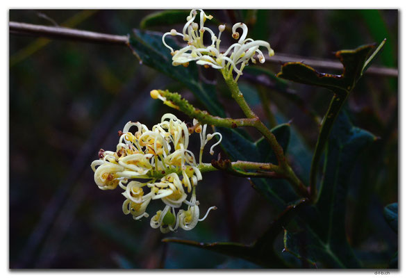 AU0649.Mt.Observation.Grevillea