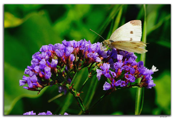 AU0835.Munglinup.Schmetterling