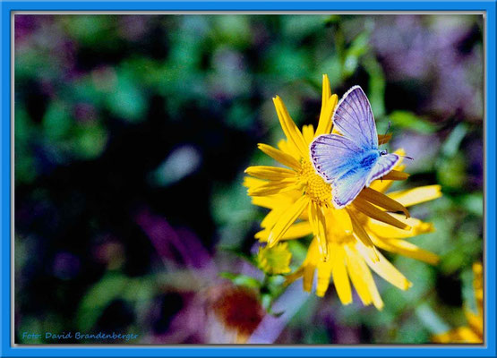 A0278.Schmetterling auf Blume,Mezzaselva.CH